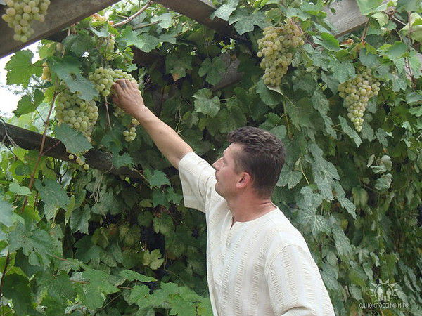 Темур Дуппак