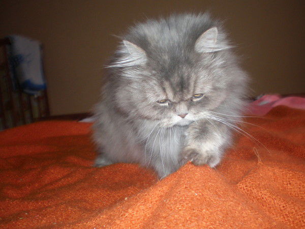 Елена Заболотнова