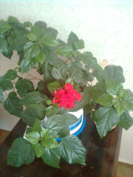 Анар Сарбаева