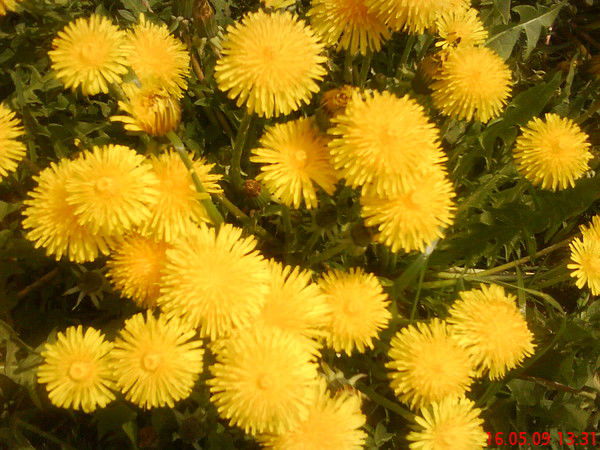 Марина Черноус