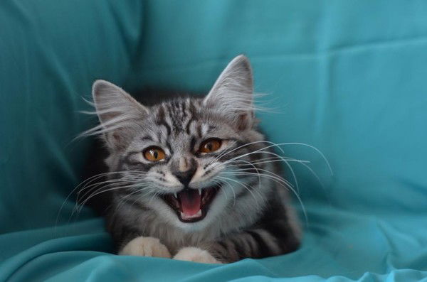 Наталья Волчанская