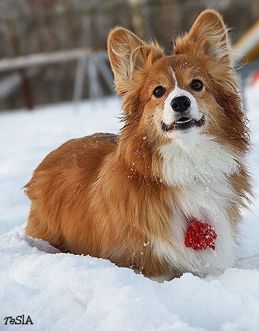 Людмила Сизоненко (Лемешева)