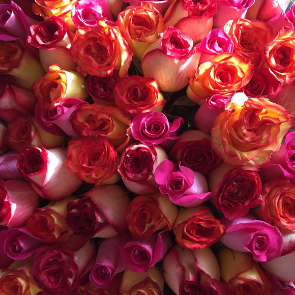 Яна Кожевникова