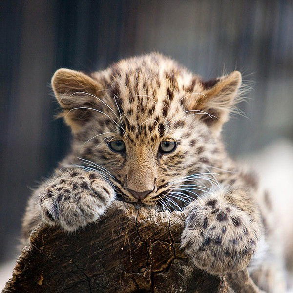 Кристина Дегтярева