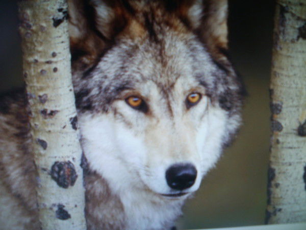 Волк Одинокий