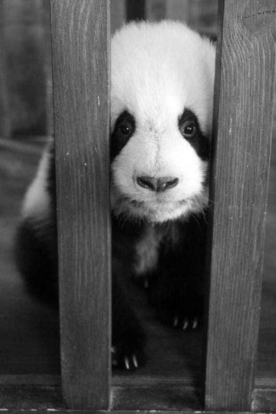 Марія Білосевич