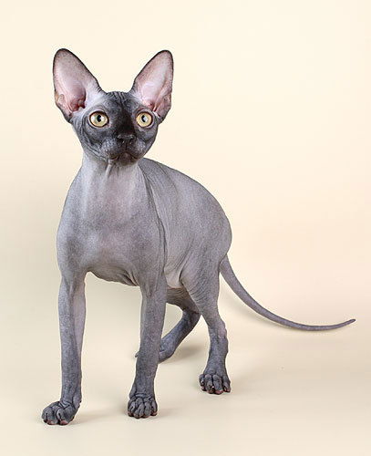 Канадский Сфинкс