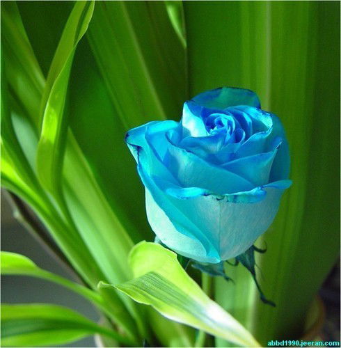 Ирина Суслова