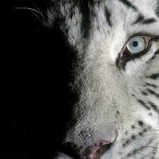 Наталья Чичерина