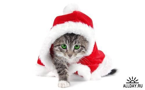 Елена Васильева