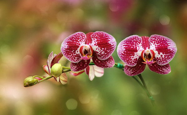 Гульнара Абдулина