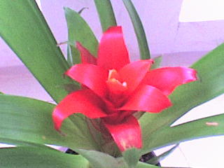 Владлена Прокопова