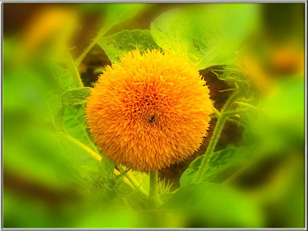 Татьяна Свиридова