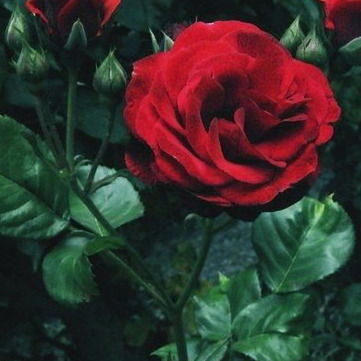 Юлия Клименко