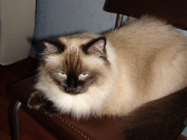 Дмитрий Купцов