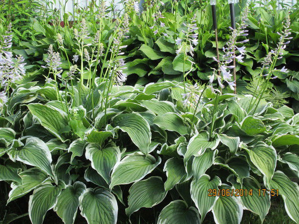 Милена Милена