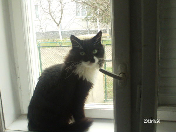 Вера И Корнелия