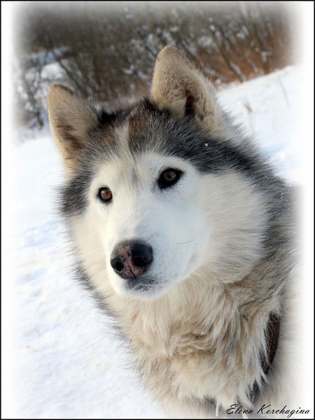 Сергей Гочачко