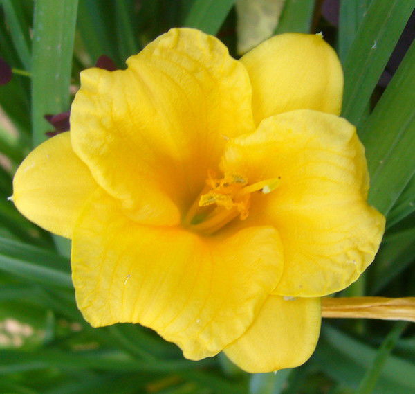 Наталья Маркелова