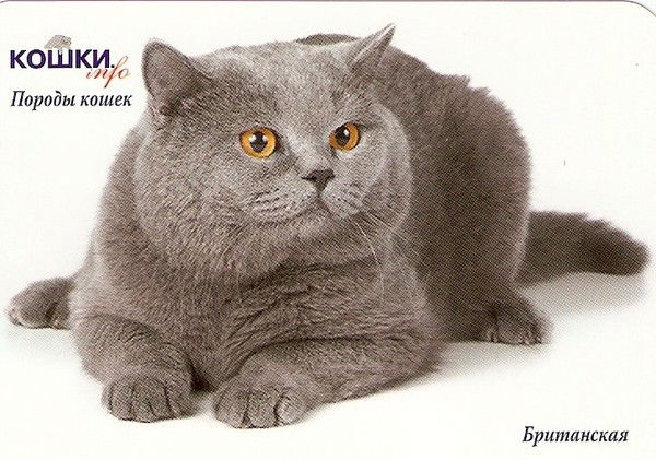 Оксана Андрощук