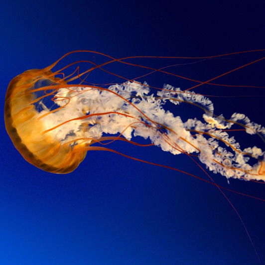 Алишер Сейдуалиев