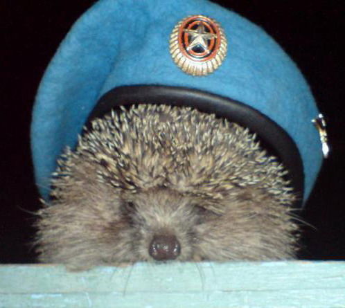 Александр Ежов