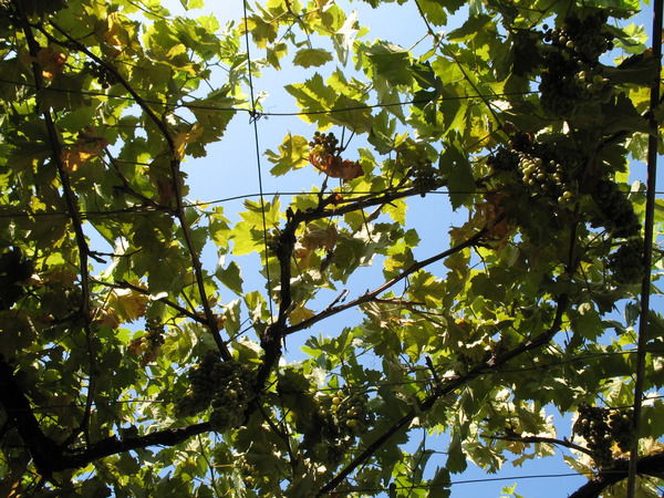 Ирина Черкашина