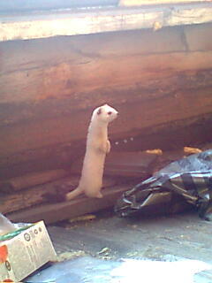 Сэсэгма Хоборкова