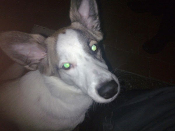 Василий Егоров