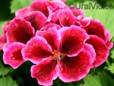 Карлыгаш Джурумбаева