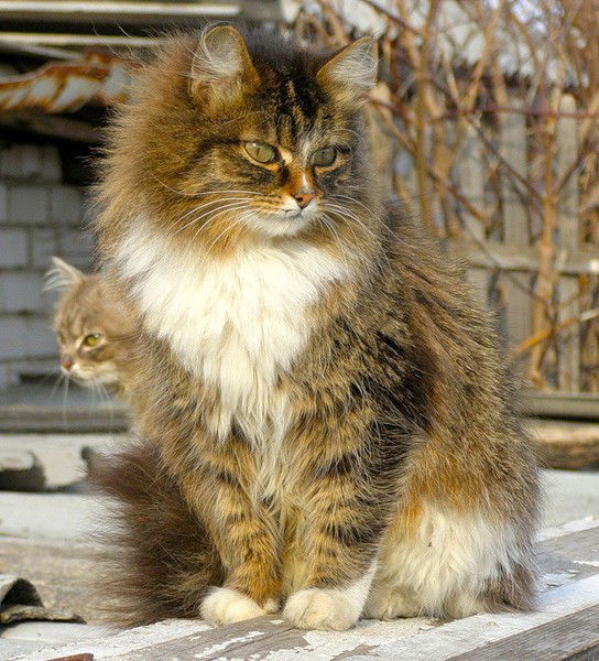 Юлия Гребёнкина