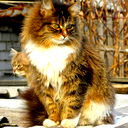 Юлия Гребёнкина