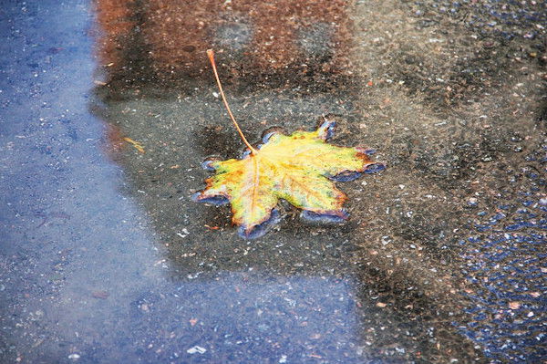 Светлана Чумакова