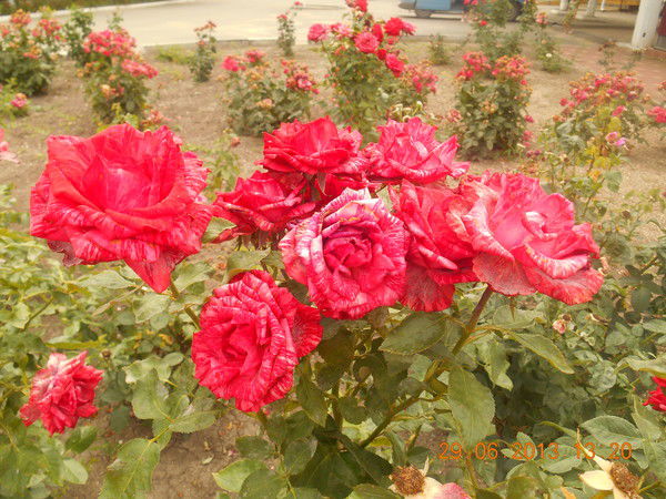 Наталья Демченко