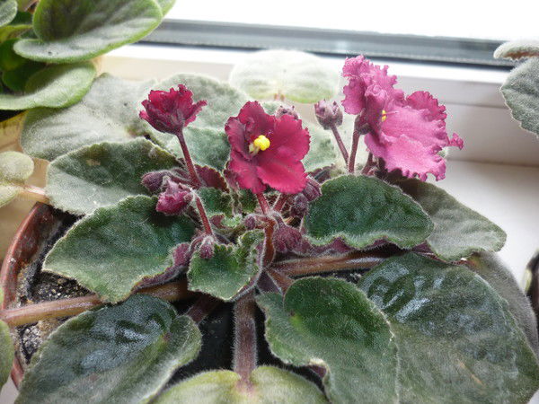 Татьяна Каргина