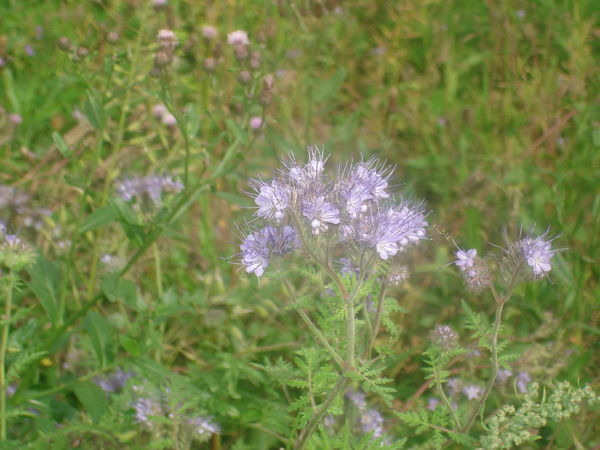 Артем Добрынин