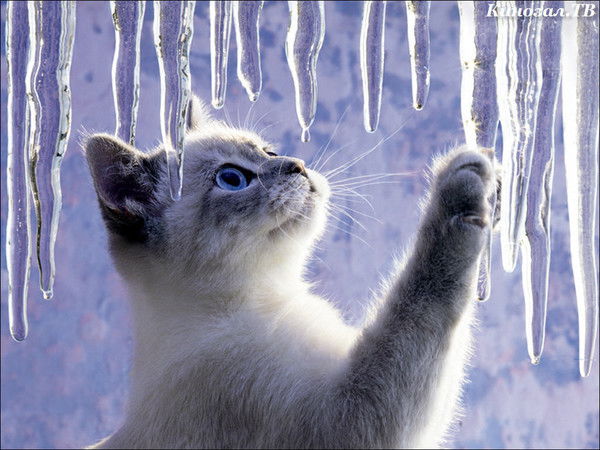 Александр Хакимов