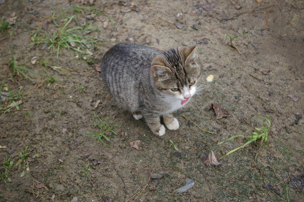 Елена Шорина