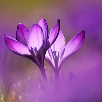 Ирина Пышная