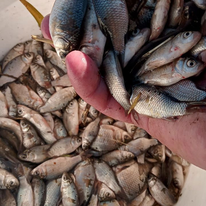 Александр Диденко