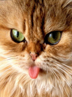 Света Дроздович