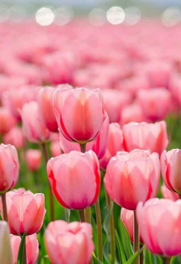 Венера Султанова