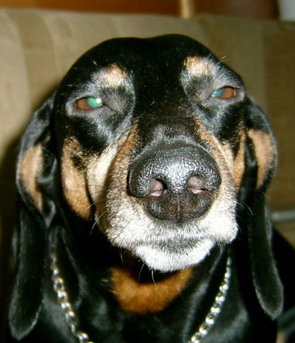 Анастасия Сухотская