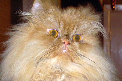 Влад Волков