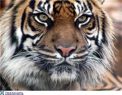 Владимир Жандин