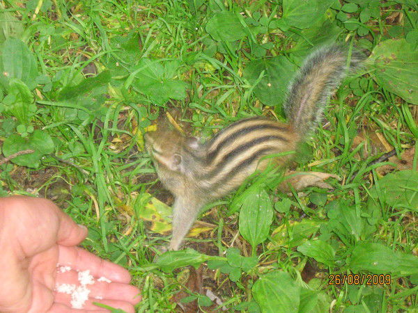 Анна Черепанова