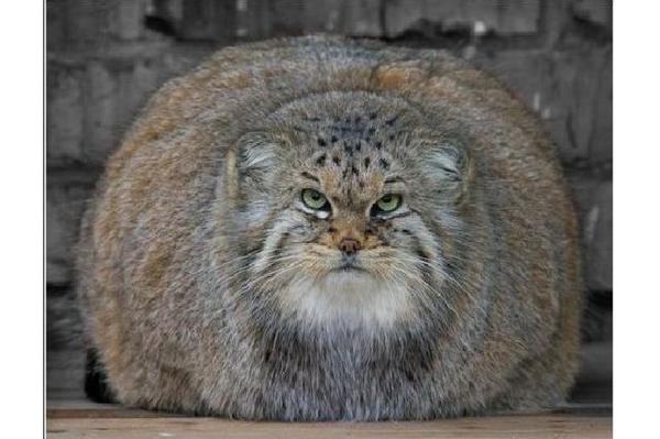 Юлия Субботина