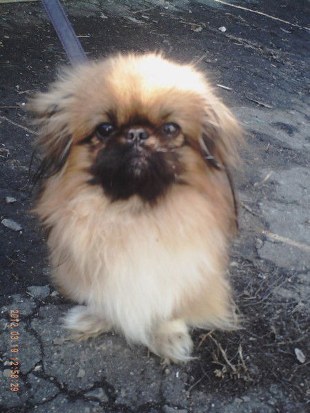 Сергей Грига