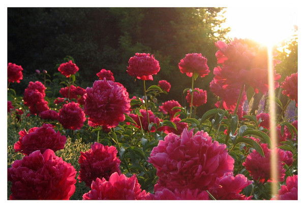 Сара Науманова