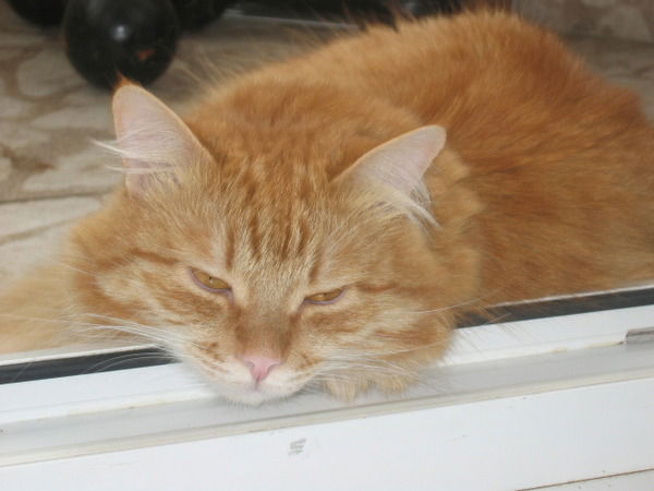 Галина Милосердова